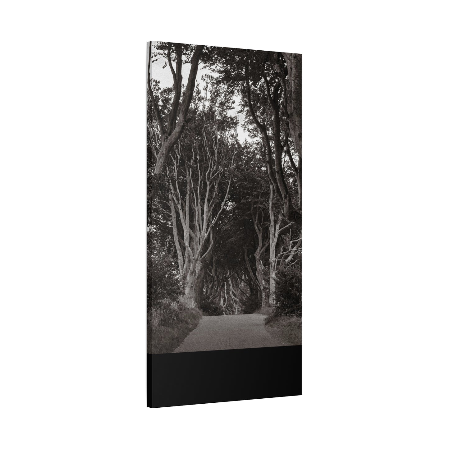The Dark Hedges