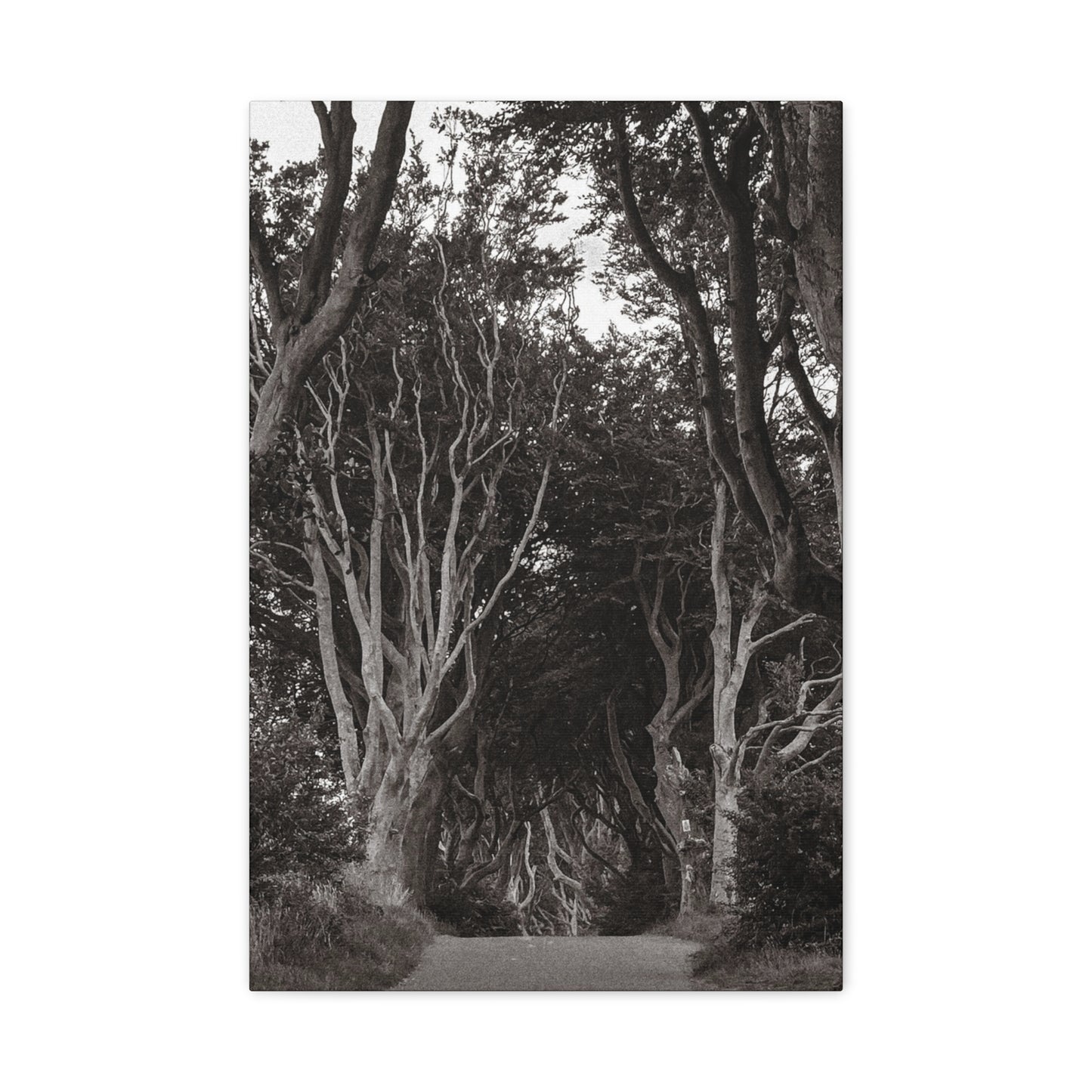 The Dark Hedges