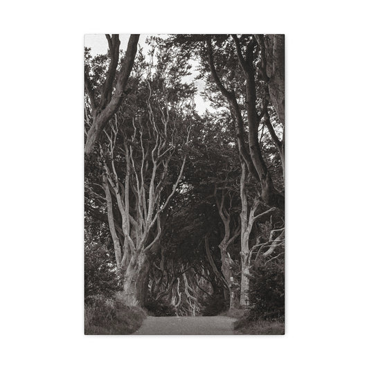 The Dark Hedges