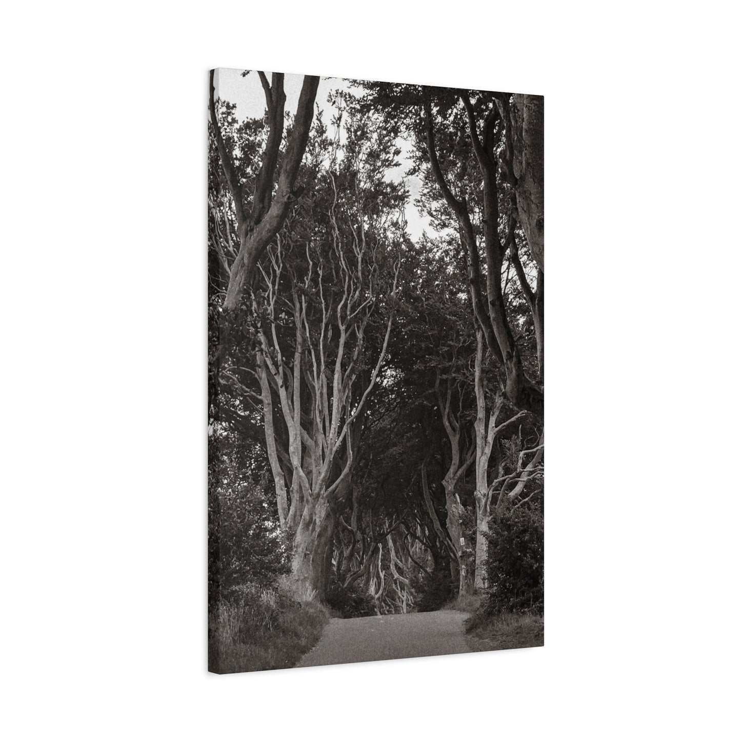 The Dark Hedges