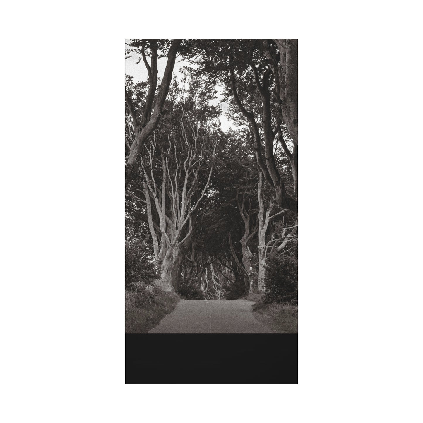 The Dark Hedges