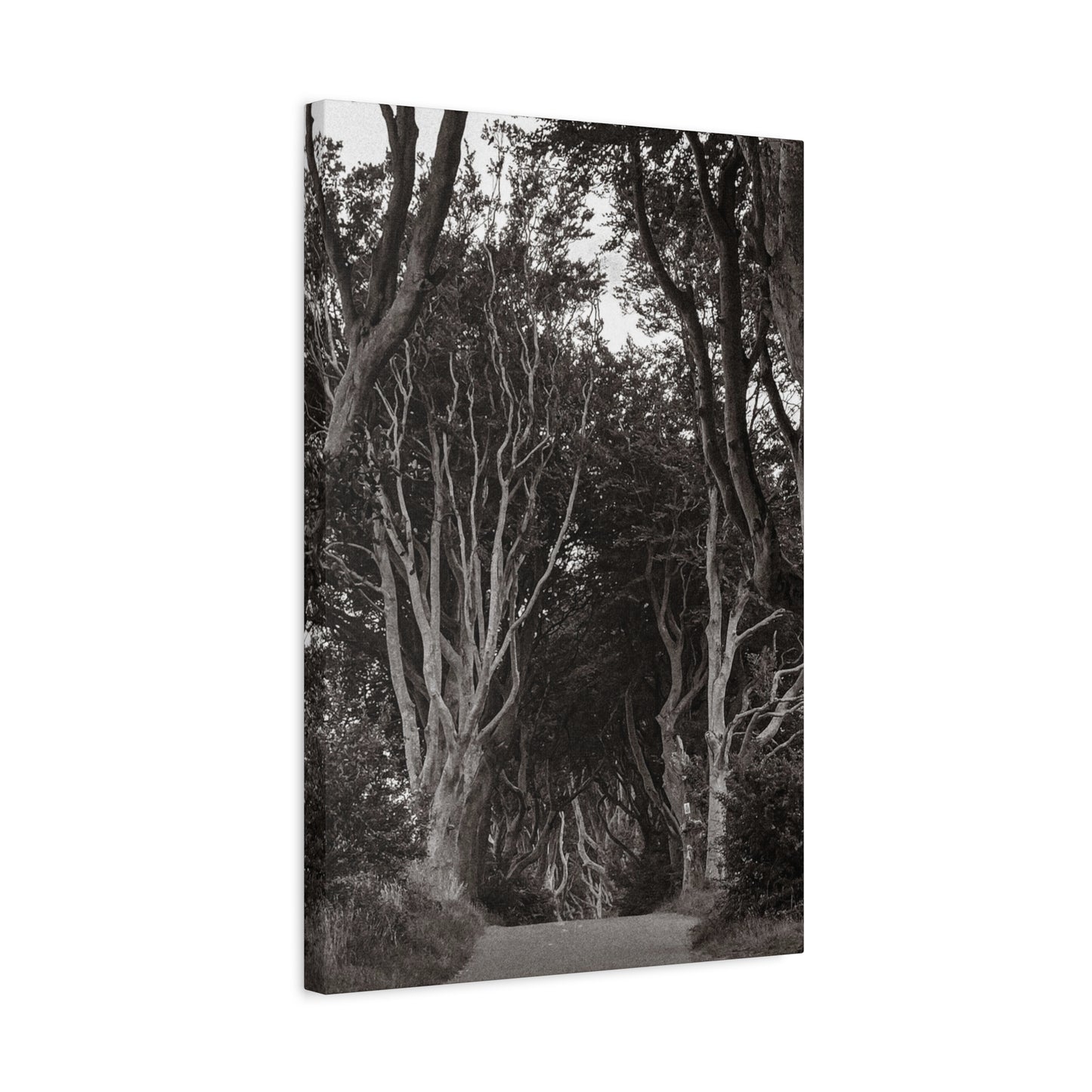 The Dark Hedges